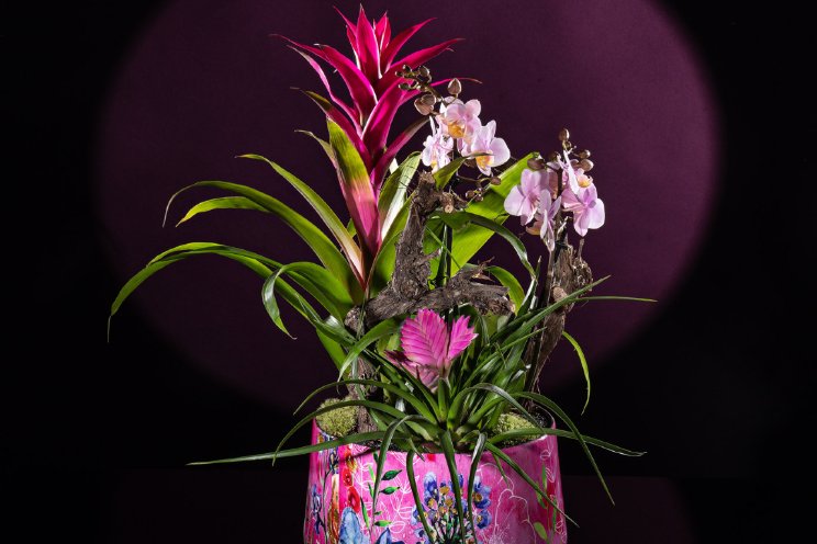 Succesvolle lancering Limited by Plant Creations Succesvolle lancering Limited by Plant Creations