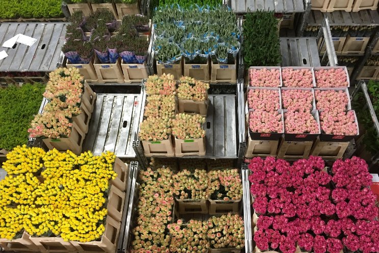 Bloemen- en plantenexport was 4% lager in 2023