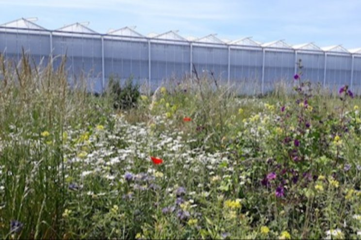 Biodiversiteit rond kas: meer natuurlijke vijanden Biodiversiteit rond kas: meer natuurlijke vijanden