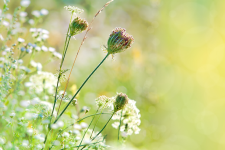 Aan de slag met biodiversiteit Aan de slag met biodiversiteit
