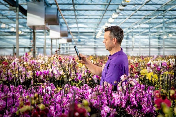 Start uitrol individuele minimumprijs kwekers Start uitrol individuele minimumprijs kwekers