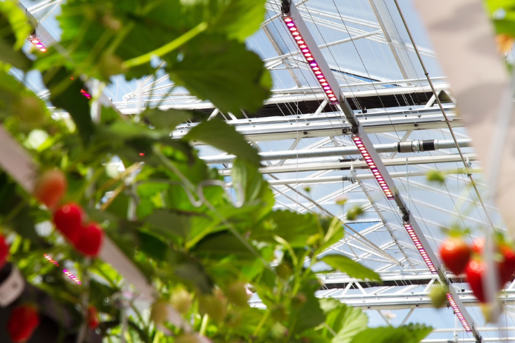Nederlandse tuinbouw op klimaatconferentie Dubai Nederlandse tuinbouw op klimaatconferentie Dubai