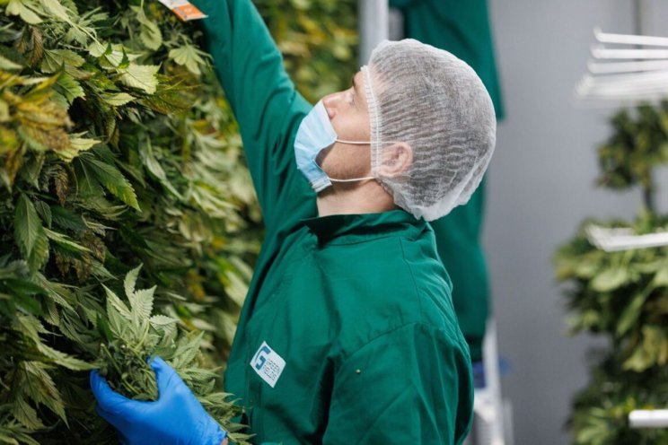 Fluence-armaturen voor cannabiskwekerij Israël Fluence-armaturen voor cannabiskwekerij Israël
