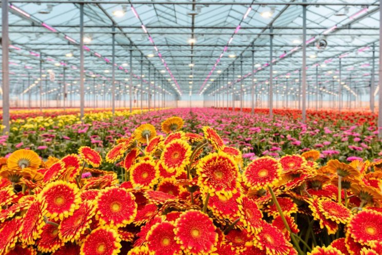 Hoe vermijd je droogtestress? Hoe vermijd je droogtestress?