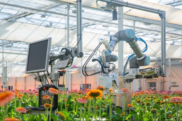 Oogstrobot voor gerbera werkt steeds sneller Oogstrobot voor gerbera werkt steeds sneller