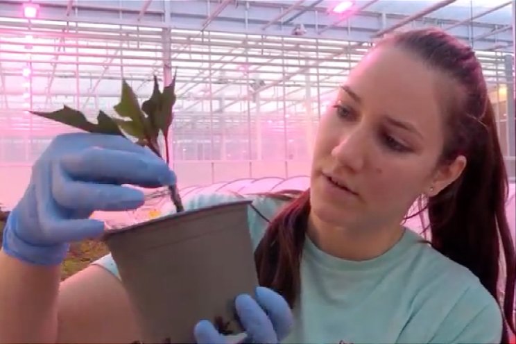 Kijkje achter schermen bij Beekenkamp Plants