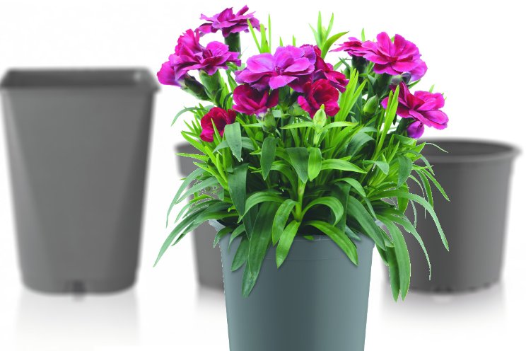 Circulair alternatief voor zwarte plantenpotten Circulair alternatief voor zwarte plantenpotten