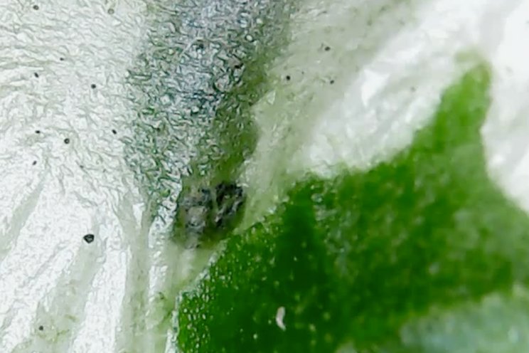 ‘Snellere signalering insecten met SemeonPro’ ‘Snellere signalering insecten met SemeonPro’
