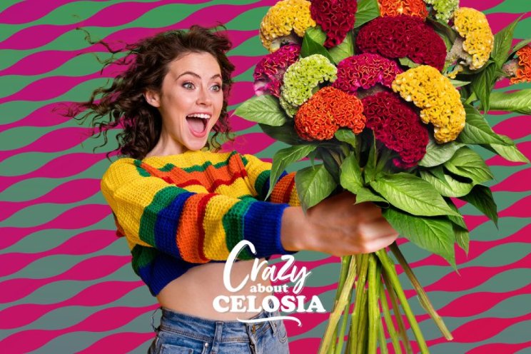 Crazy about Celosia! Crazy about Celosia!