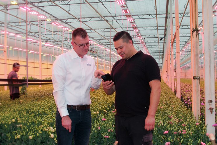 Lugt Lisianthus teelt superefficiënt in nieuwe kas Lugt Lisianthus teelt superefficiënt in nieuwe kas