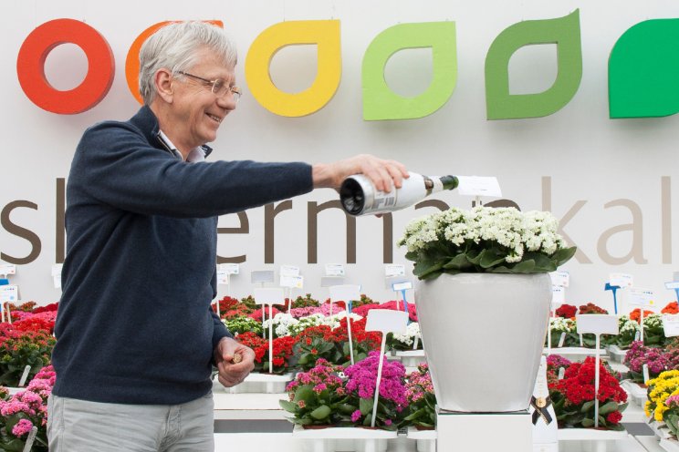 Nieuw: Kalancho blossfeldiana 'Frans Blom'