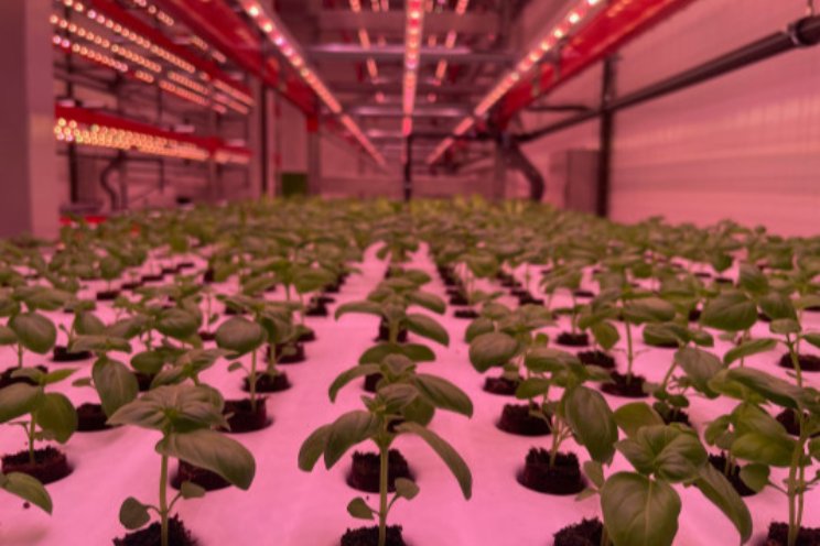 Néboda Farms verlaagt CO2-kosten met 79% Néboda Farms verlaagt CO2-kosten met 79%