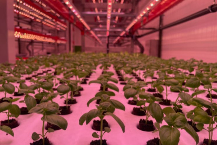 Nboda Farms verlaagt CO2-kosten met 79% 