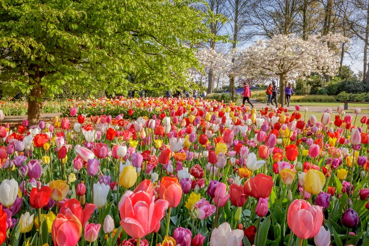 Keukenhof zoekt voorwerpen voor jubileum-show