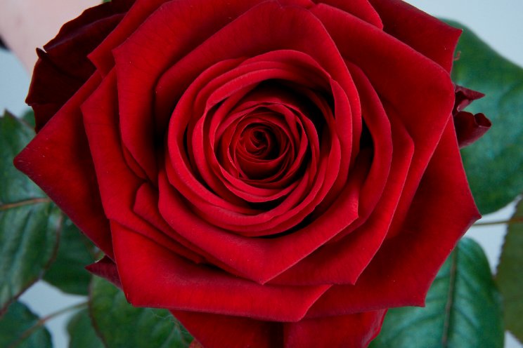 Valentijnactie bij 25-jarige Van der Drift Roses Valentijnactie bij 25-jarige Van der Drift Roses