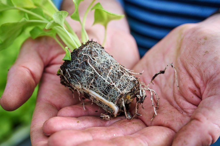 'OK Compost HOME'-label voor Growcoon-variant 'OK Compost HOME'-label voor Growcoon-variant