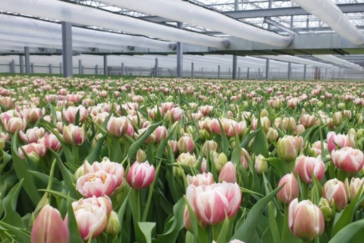 Warmtepompen helpen tulpenbroeiers besparen Warmtepompen helpen tulpenbroeiers besparen