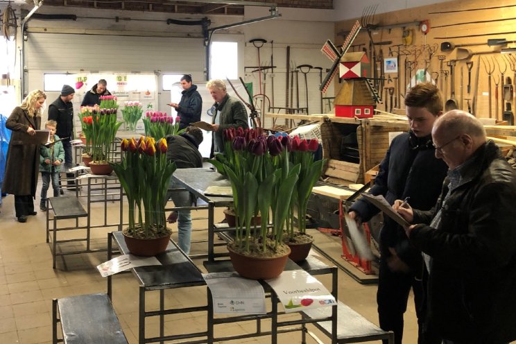 Tulpenkeuring: geen ruimte voor verbetering Tulpenkeuring: geen ruimte voor verbetering