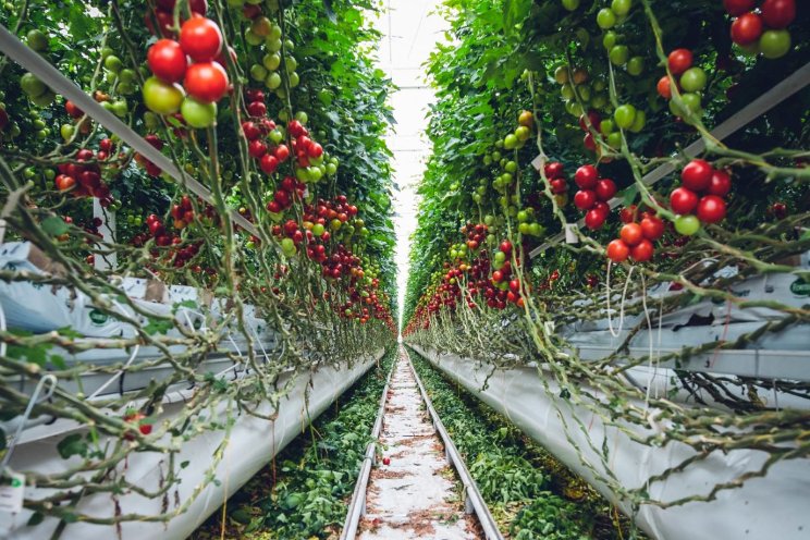 Toekomstvisie Gewasbescherming 2030 Toekomstvisie Gewasbescherming 2030