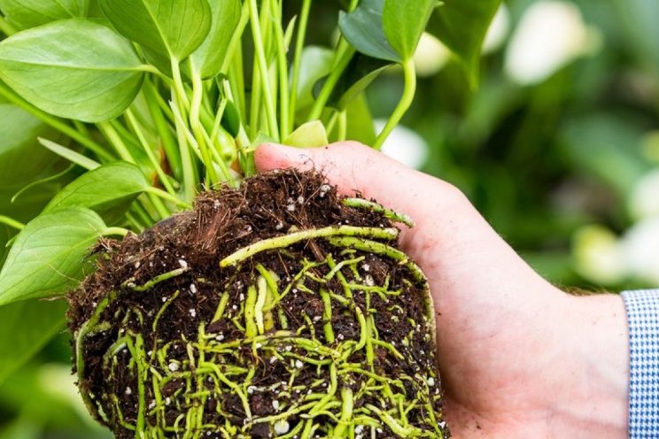 Aandacht voor Ecofriendly potanthuriums Aandacht voor Ecofriendly potanthuriums