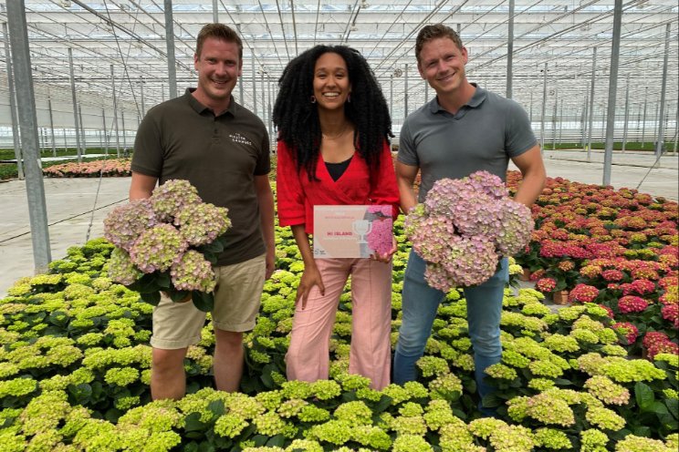 Nieuwe Hortensiarassen in spotlight bij benchmark Nieuwe Hortensiarassen in spotlight bij benchmark