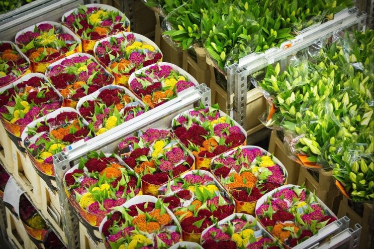 Bloemen- en plantenexport gekrompen met 4% Bloemen- en plantenexport gekrompen met 4%