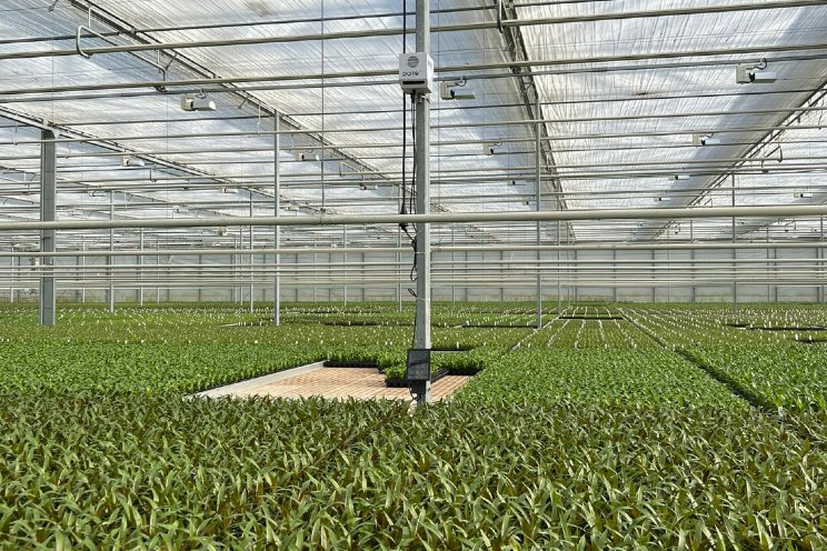 LKP Plants automatiseert scouting in Bromelia