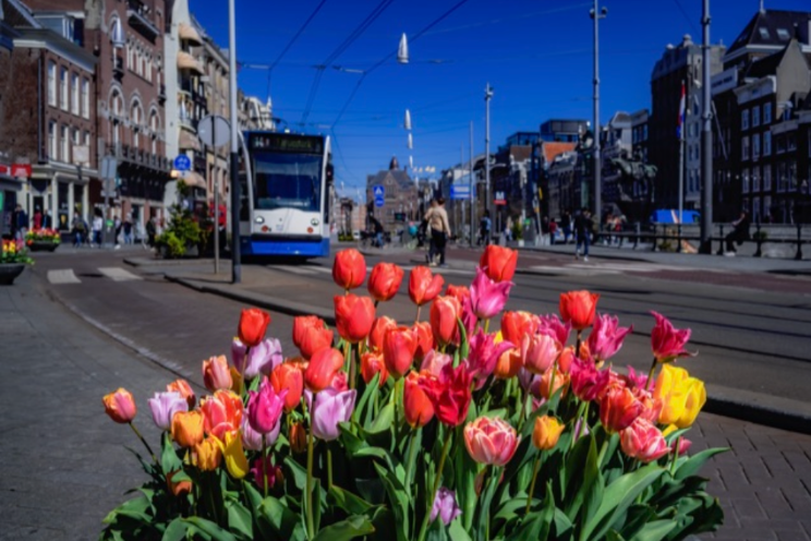 Tulp Festival geeft maand lang kleur aan Amsterdam Tulp Festival geeft maand lang kleur aan Amsterdam