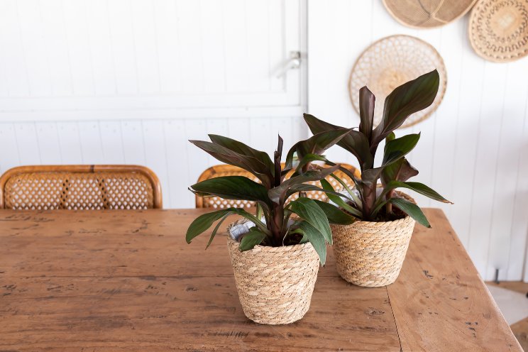 Canna wordt kamerplant Canna wordt kamerplant