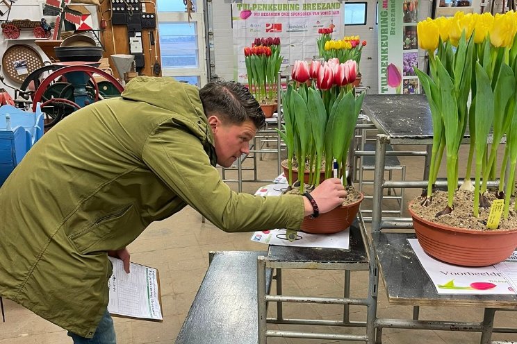 Tulpenkeuring van start Tulpenkeuring van start