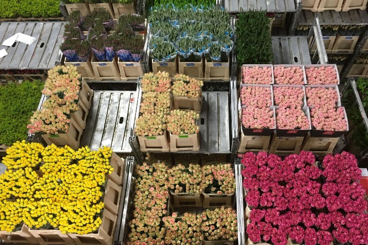 Opschorting heffingen VK op bloemen van buiten EU Opschorting heffingen VK op bloemen van buiten EU