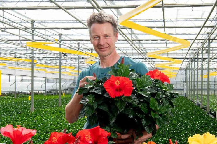 Hibicusteelt wisselt van bedrijf binnen Decorum Hibicusteelt wisselt van bedrijf binnen Decorum