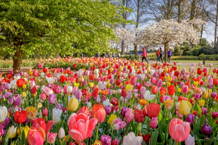 Voorjaar in Keukenhof Voorjaar in Keukenhof
