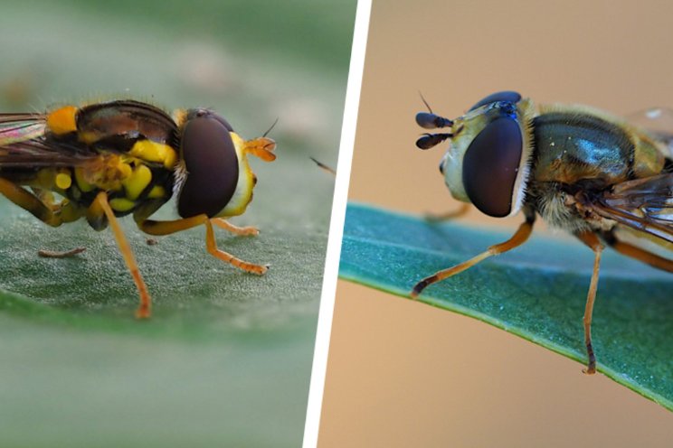 Zweefvliegen: compatibel en complementair Zweefvliegen: compatibel en complementair