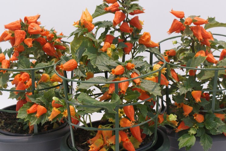 Agriom neemt genetica over van Verheijenplants Agriom neemt genetica over van Verheijenplants