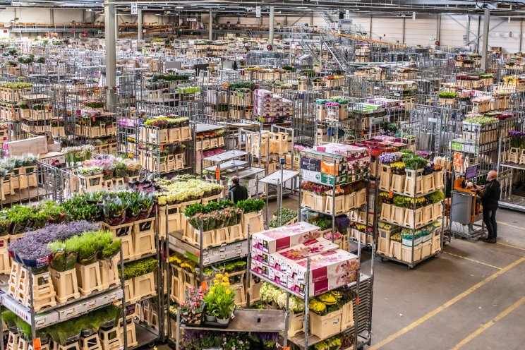 Snakeware breidt uit naar bloemen en planten Snakeware breidt uit naar bloemen en planten