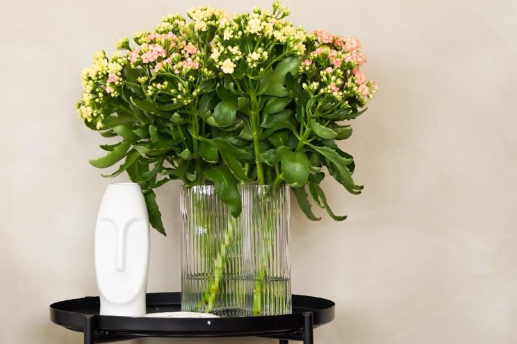 Kijkje in de wereld van de snij Kalanchoë Kijkje in de wereld van de snij Kalanchoë