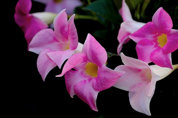 Intensievere inspecties Mandevilla voor VK Intensievere inspecties Mandevilla voor VK
