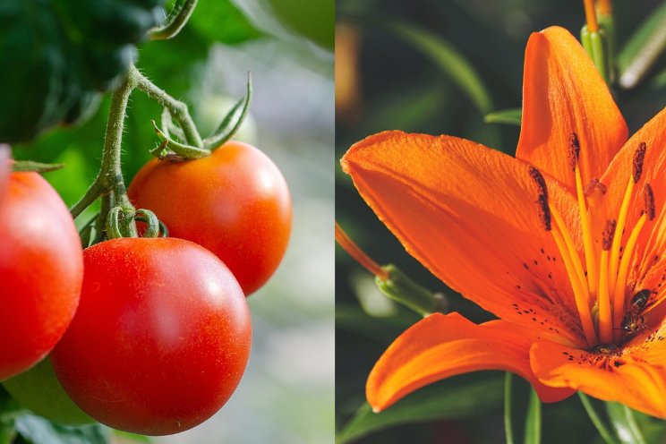 Nieuwe etiketuitbreiding voor VACCIPLANT Nieuwe etiketuitbreiding voor VACCIPLANT