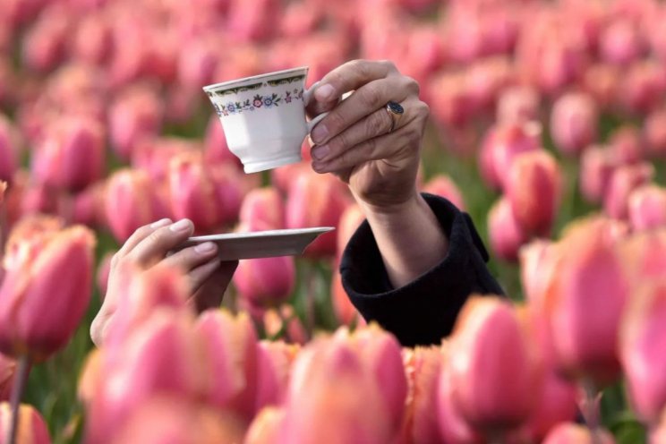 Tulipmania...