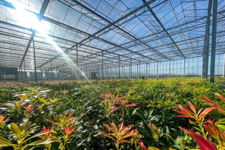 Nieuwe uitbreiding voor Bloemen Young Plants Nieuwe uitbreiding voor Bloemen Young Plants