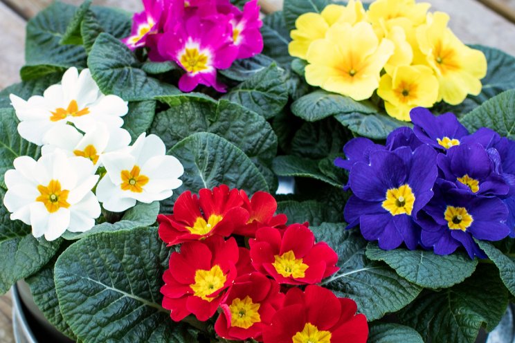 Dania en Danique: nieuwe generatie Primula’s Dania en Danique: nieuwe generatie Primula’s