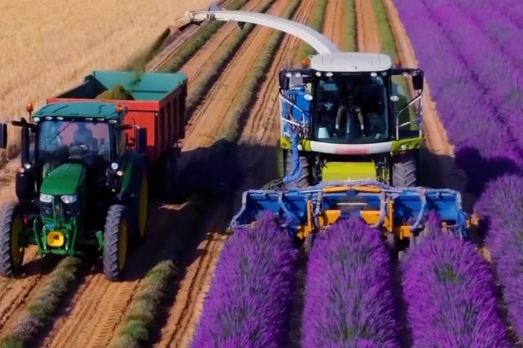 Lavendel oogsten