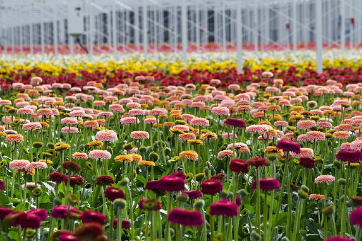 Effectieve rupsbestrijding in gerbera’s met DiPel DF
