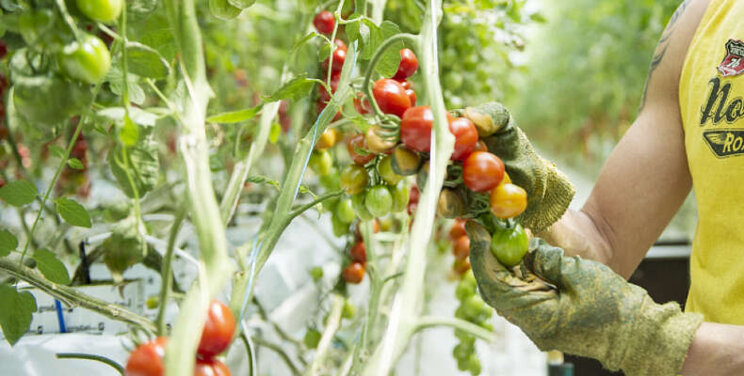 40% Oekraďners werkt, vooral in tuinbouw 40% Oekraďners werkt, vooral in tuinbouw