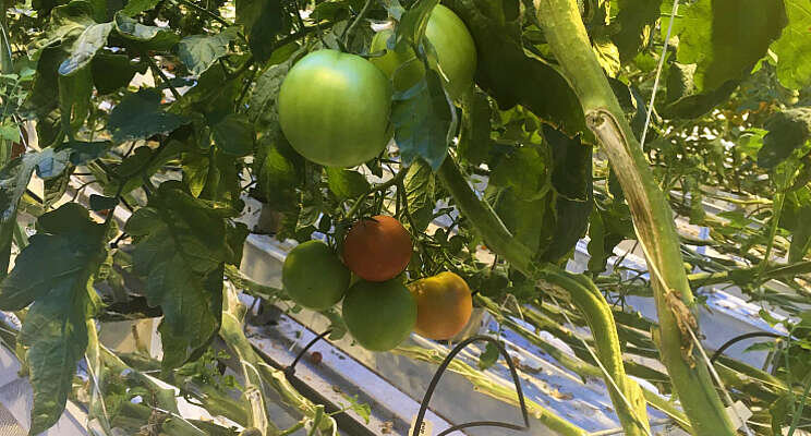 WUR weet Rubisco-eiwit te winnen uit tomatenblad