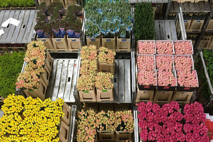 Bloemen- en plantenexport breekt kwartaalrecord